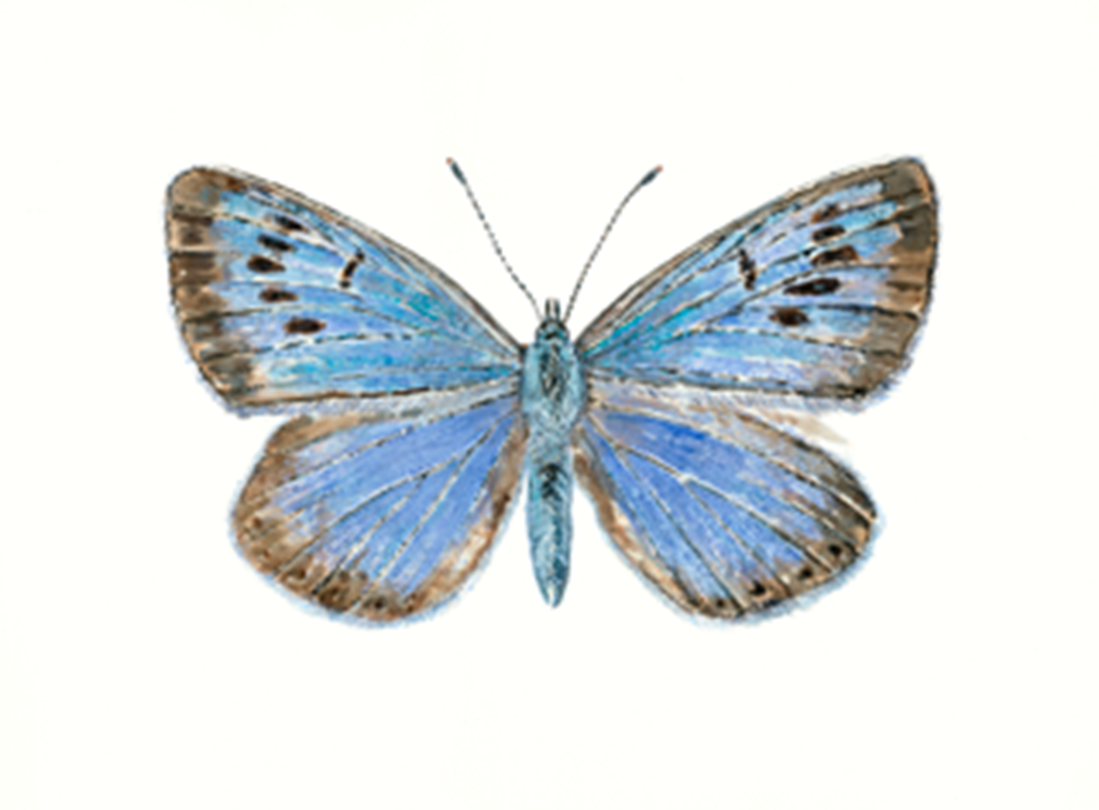 A painting of the Large Blue butterfly